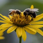 negative-space-bees-yellow-flower (1)