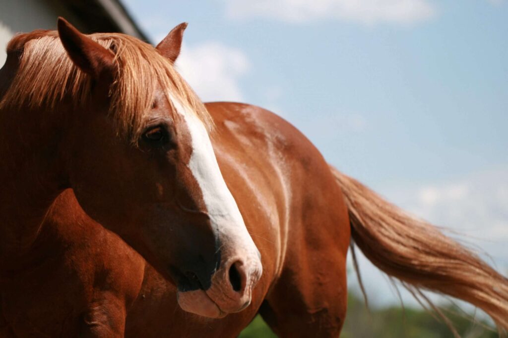 negative-space-horse-brown (1)