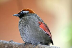 negative-space-rusty_bird_closeup (1)