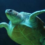 negative-space-underwater-sea-turtle-feldwick-davis-thumb-1