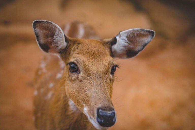 negative-space-young-cute-antelope-valeria-boltneva-thumb-1